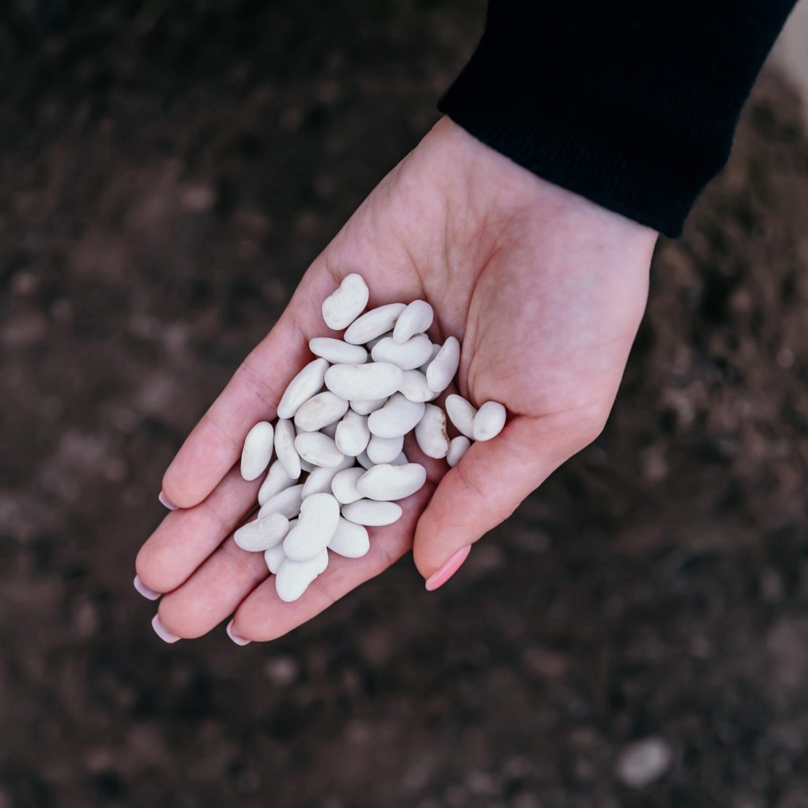 female-farmer-holding-raw-white-kidney-beans-read-2025-03-08-04-20-41-utc